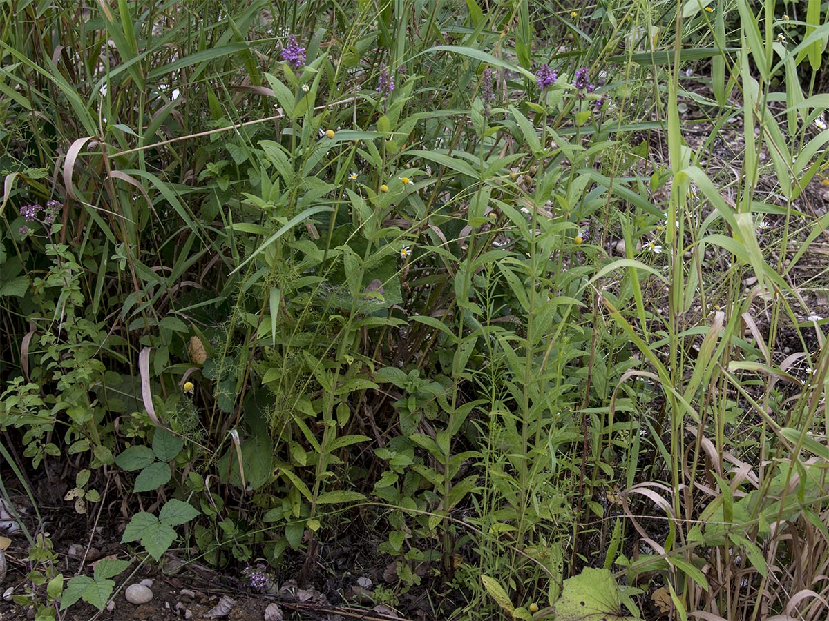 Stachys palustris